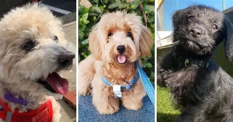 Image result for Cockapoo Cocker Spaniel and Poodle Mix