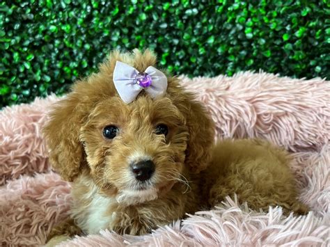 Image result for Female Cockapoo