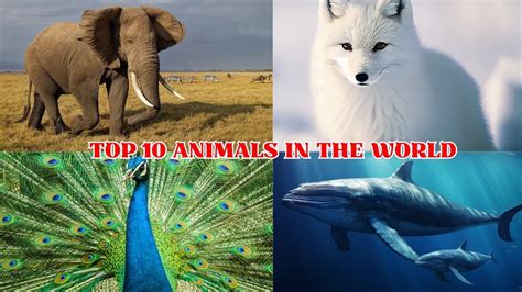 Image result for Watchmojo.com Top 10 Animals