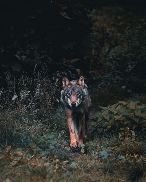 Download High Definition Coyote Image Wallpaper | Wallpapers.com