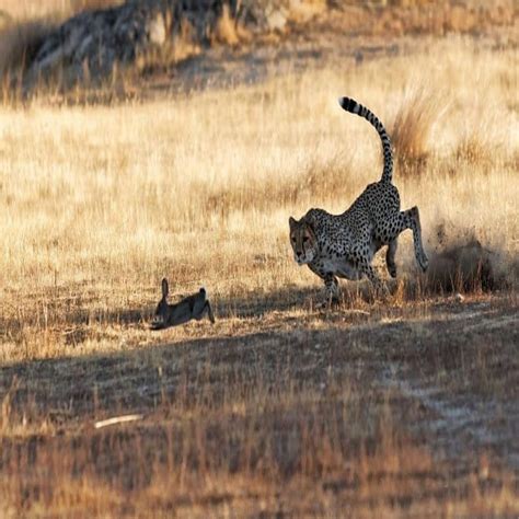 A Rabbit's Unexpected Encounter at a Wildlife Sanctuary