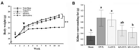Kefir Peptides Prevent Estrogen Deficiency-Induced Bone Loss and ...