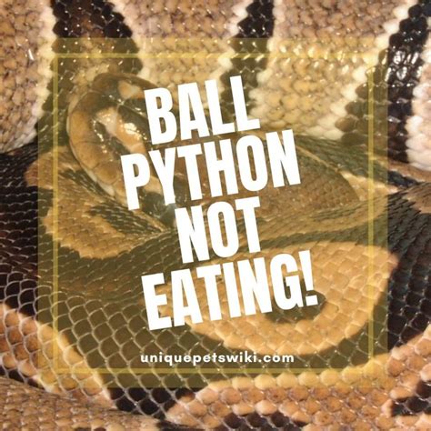 Image result for Ball Python Not Eating