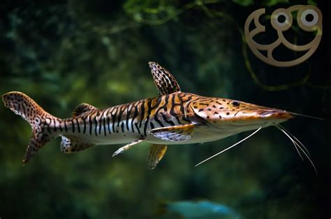 Red Tail Shovelnose Catfish