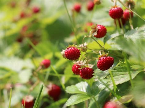 Woodland Strawberry Information - How To Grow An Alpine Strawberry Plant