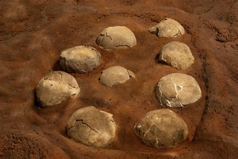 More than 250 dinosaur eggs found in India