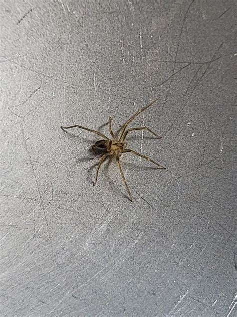 Baby Brown Recluse Spiders Violin Spider African Snakebite Institute