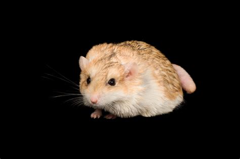 Fat Tailed Gerbil (Pachyuromys duprasi) - Joel Sartore