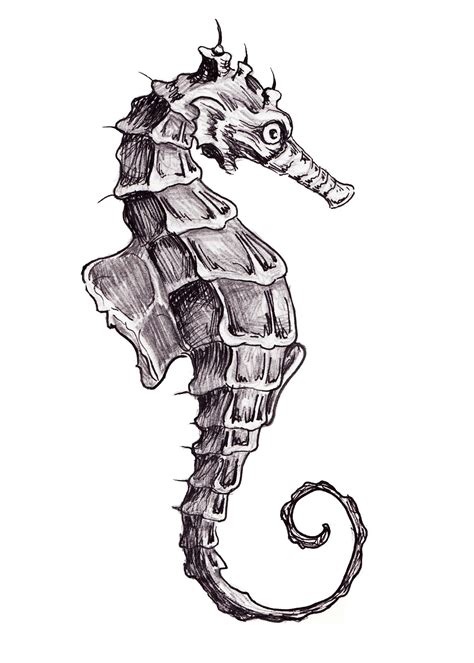 Seahorse Drawing