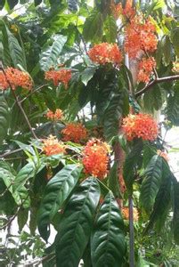 Cloud Farm Ashok Plant Price in India - Buy Cloud Farm Ashok Plant ...