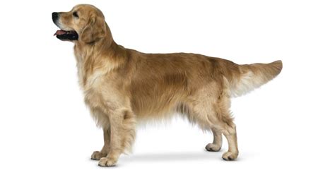 Dogs 的图像结果