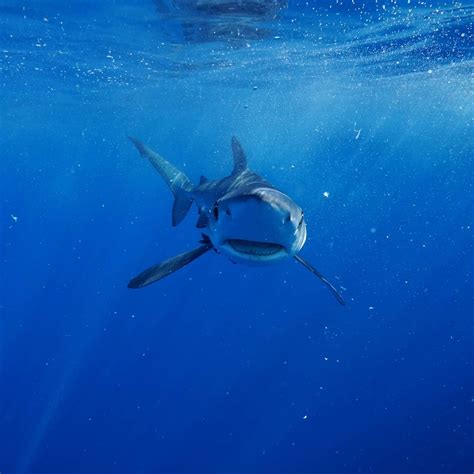 Cabo San Lucas Half-Day Snorkeling or Swimming with Sharks 2022 - Viator