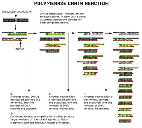 Image result for PCR 4 Step Process