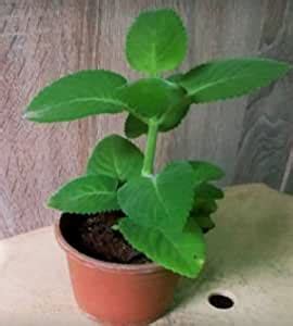 UGALOO Ajwain Herb Plant with Pot : Amazon.in: Garden & Outdoors