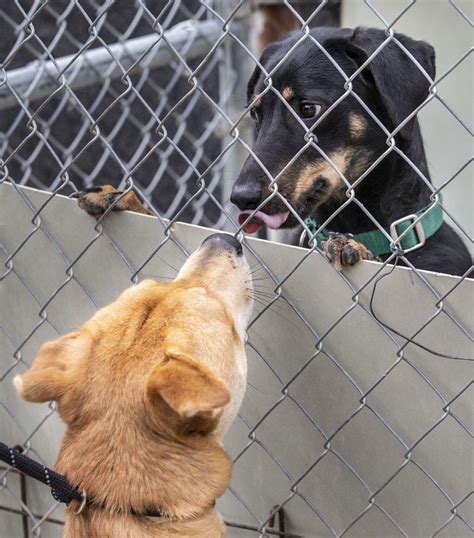 Photos: 'Empty the Shelters' event in Guilford County | Local ...