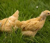 Image result for Bunch of Chickens