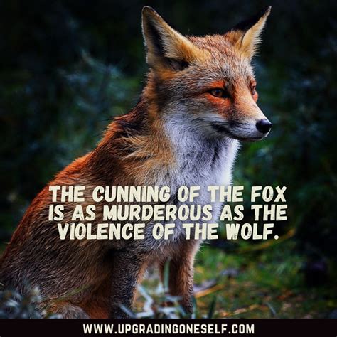 Top 17 Amazing Quotes About Fox To Astonish You