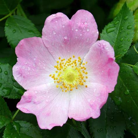 Are Wild Roses Edible at Emma Pitt blog