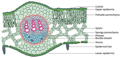 Internal Structure of dicot leaf (Mango Leaf) — lesson. Science State ...