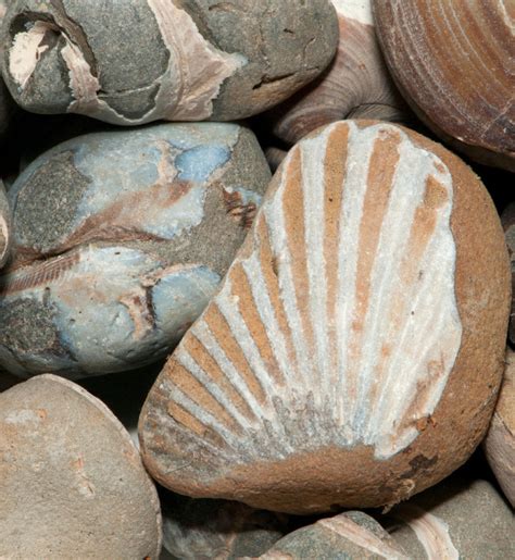 Image result for Shell Fossils Identification