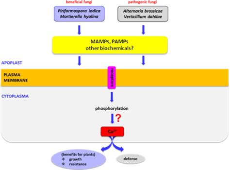Image result for Apoplastic Pathway Model Kit
