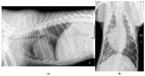 Veterinary Sciences | May 2025 - Browse Articles