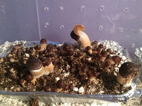 Image result for Short and Stumpy