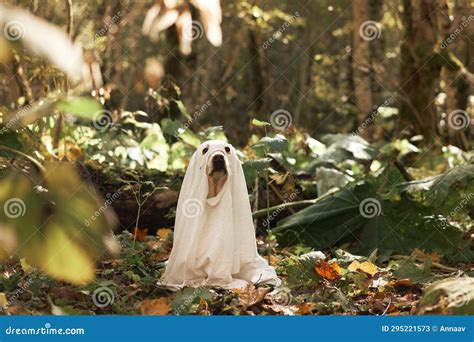 Dog in Ghost Costume, a Curious Dog, Halloween Fun Stock Image - Image ...