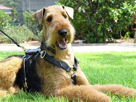 Airedale Terrier Dog: Traits, Care, and Personality Explained – Petsworld