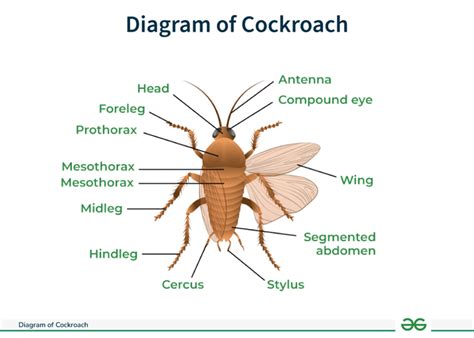 How to Dissect a Cockroach 的图像结果