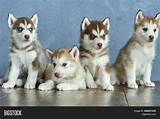 Red Siberian Husky Puppies With Blue Eyes