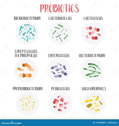 Probiotics. Lactic Acid Bacteria. Good Bacteria and Microorganisms for Gut and Intestinal Flora ...