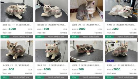 苏州一男子欠钱不还，12只猫咪被拍卖抵债！|猫咪|法院|苏州市_新浪新闻