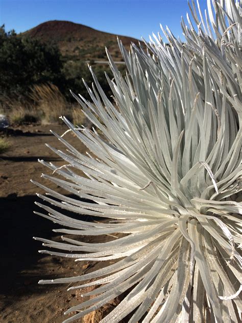 Hilo Kea'au Urgent Care Centers | Urgent Care Clinic, Hilo, Hawaii