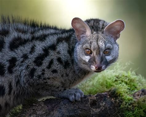 Wild, dangerous & top 10 animals in Yemen 2025