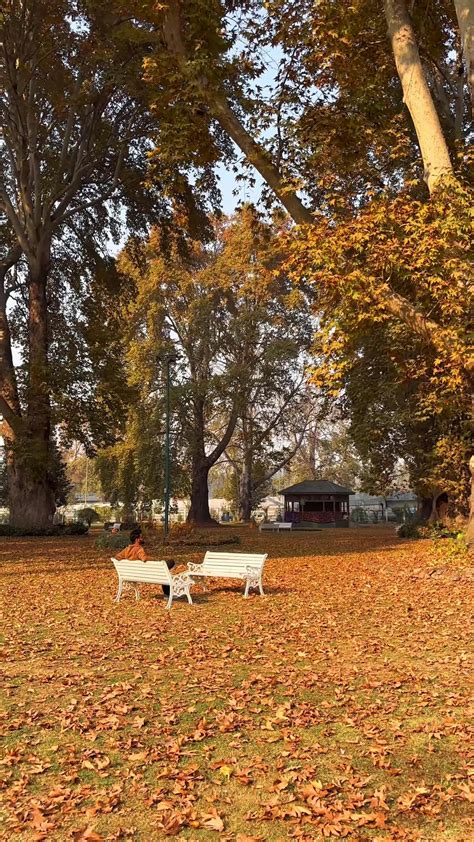 Image result for Video Full HD Local