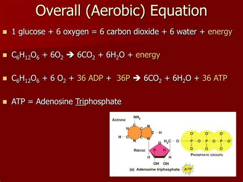 PPT - Cell Respiration PowerPoint Presentation, free download - ID:6173316