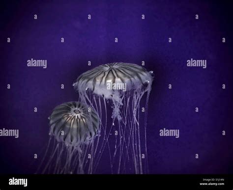 Black sea nettle jellyfish chrysaora hi-res stock photography and ...