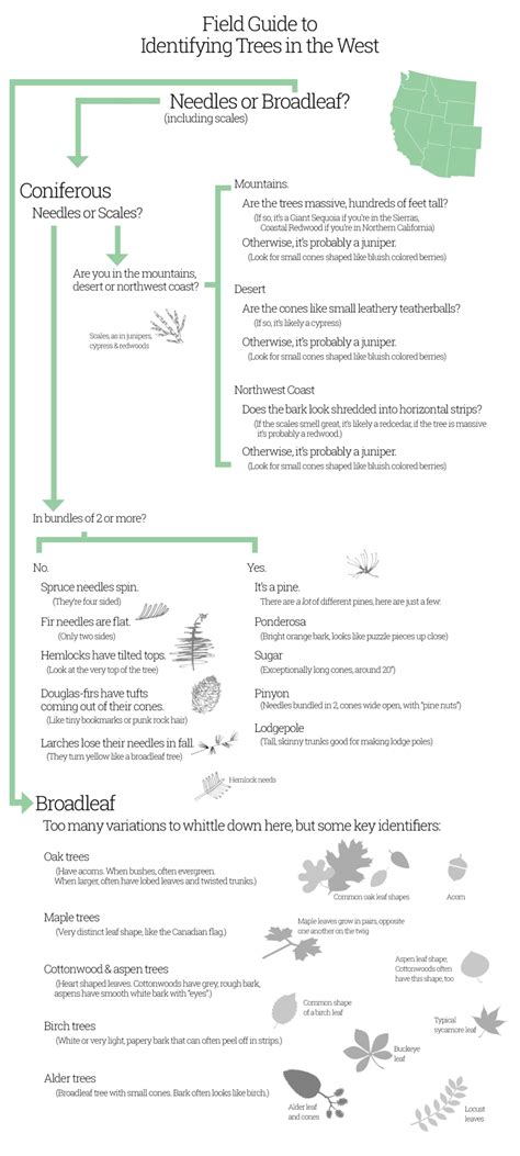 Image result for Tree Identification Guide With