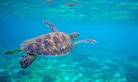 Image result for Turtle Programming Tutorial