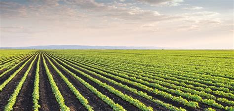 Agri Commodity Markets - Rabobank