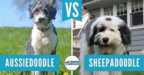 Image result for Cockapoo vs Goldendoodle