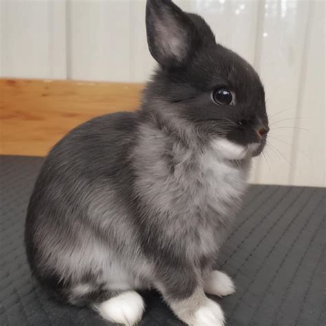 Dutch Dwarf Rabbit Life Span