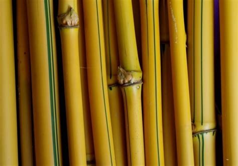 manfaat dan kegunaan bambu petuk