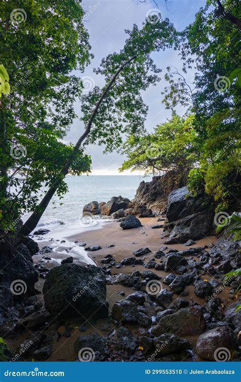 Beach and Forest of Drake Bay (Costa Rica) Stock Photo - Image of ...