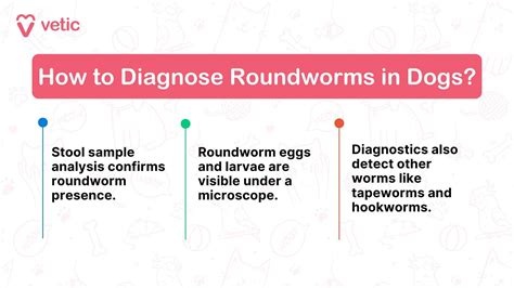 Roundworms in Dogs: Symptoms, Diagnosis and Treatments