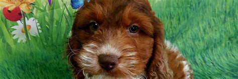 Cockapoo Puppies for Sale - Puppies White Plains - (914) 949-7877