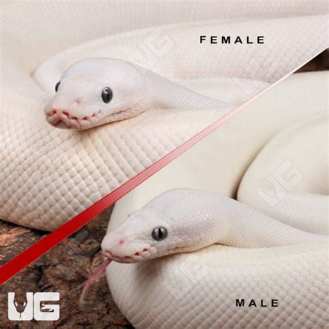 Image result for Leucistic Ball Python