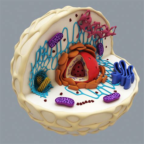 Animal Cell 3d
