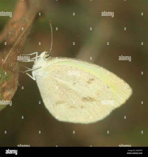 Whites, Yellows, and Sulphurs (Pieridae) Insecta Stock Photo - Alamy